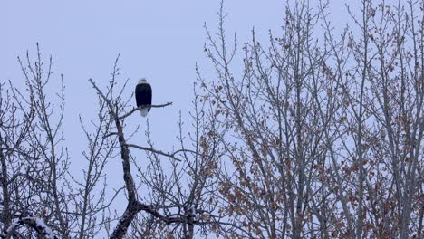 Vida-Silvestre-En-Montana,-águila-Calva-Encaramada-En-Un-árbol-En-Pleno-Invierno