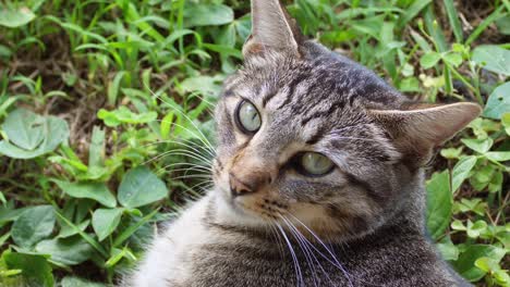 tabby cat relaxes as a light breeze cools him on a hot day