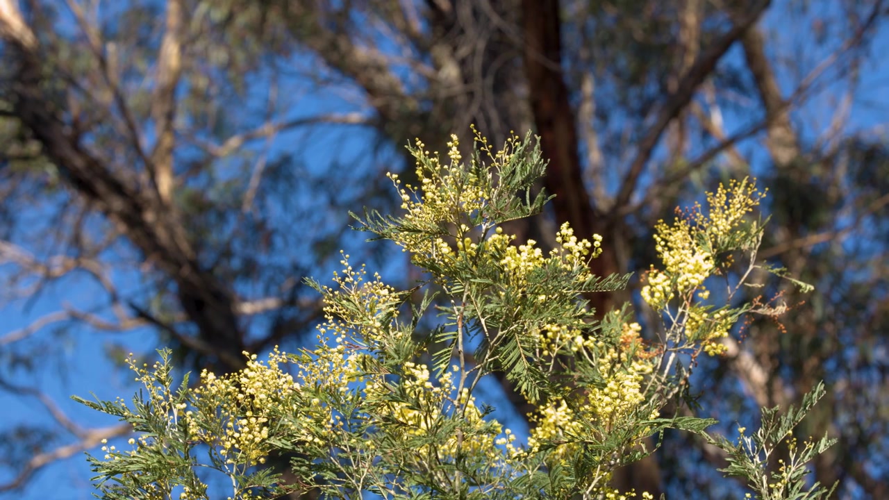 Primo piano di fiori gialli di acacia che sbocciano su un ramo nelle Blue Mountains, Australia