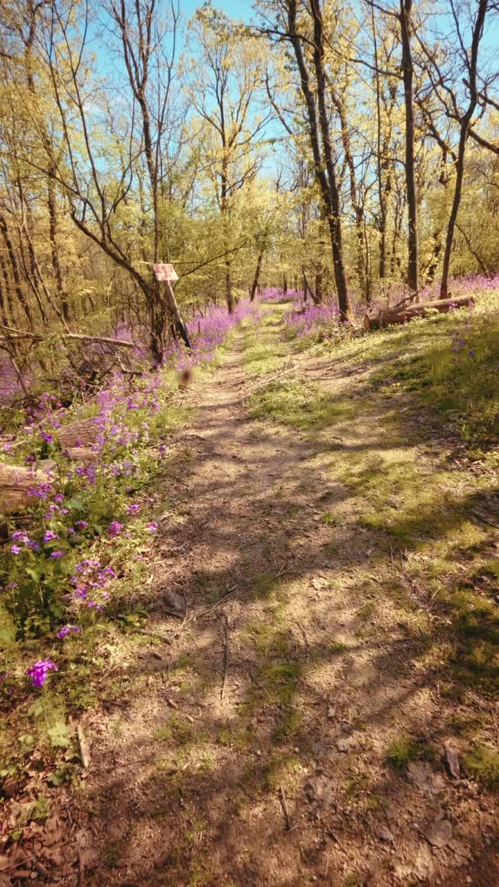 A calm, slow motion vertical POV of walking through a beautiful spring forest. Dirt trail lined with vibrant purple flowers under a sunny canopy. Conceptual b-roll of mindfulness in nature. 4k