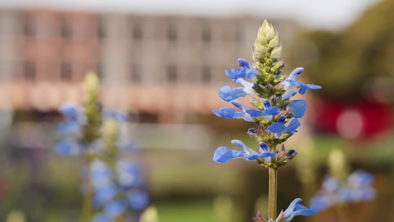 흐릿한 배경으로 파란 꽃의 클로즈업