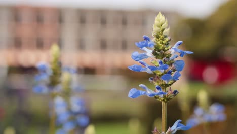 close-up of blue flowers with blurred background