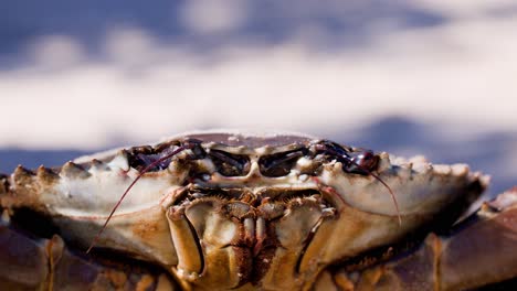 a mud crab’s face fills the frame as its mouthparts and antennae move in a detailed macro shot under natural daylight with a blurred sky background