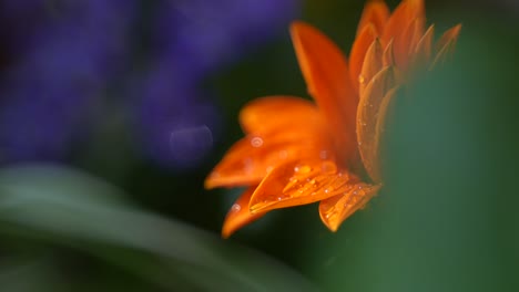 Dew falls on the Gazania rigens flower.