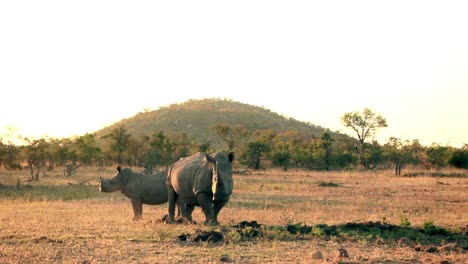 Ein-Nashorn-Mit-Ihrem-Sohn---Zwei-Nashörner