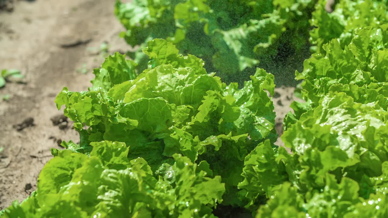 lechuga fresca que crece en filas en tierras de cultivo