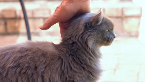 vista de manos femeninas acariciando a un gato