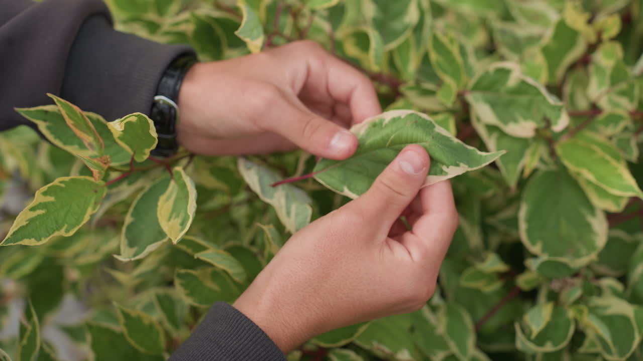 hands inspecting variegated leaves garden, closeup gardener checking leaf texture and venation, careful touch revealing moisture and pests, hobbyist pruning small stems for growth, landscaper