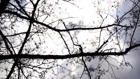 Silhouette-of-a-tree-branch-with-leaf-attachments-against-a-bright-sky-with-wispy-big-clouds