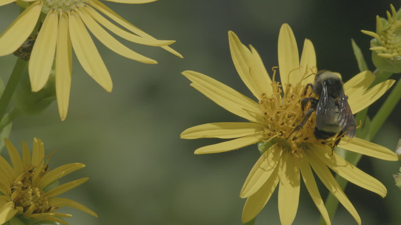 Primo piano di un'ape che impollina un fiore selvatico e poi vola via al rallentatore.