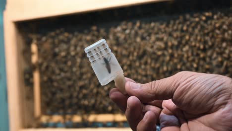 middle eastern queen bee in a container for sale at dubai's honey festival