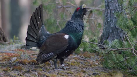 male western capercaillie roost on lek site in lekking season close up in pine forest morning light