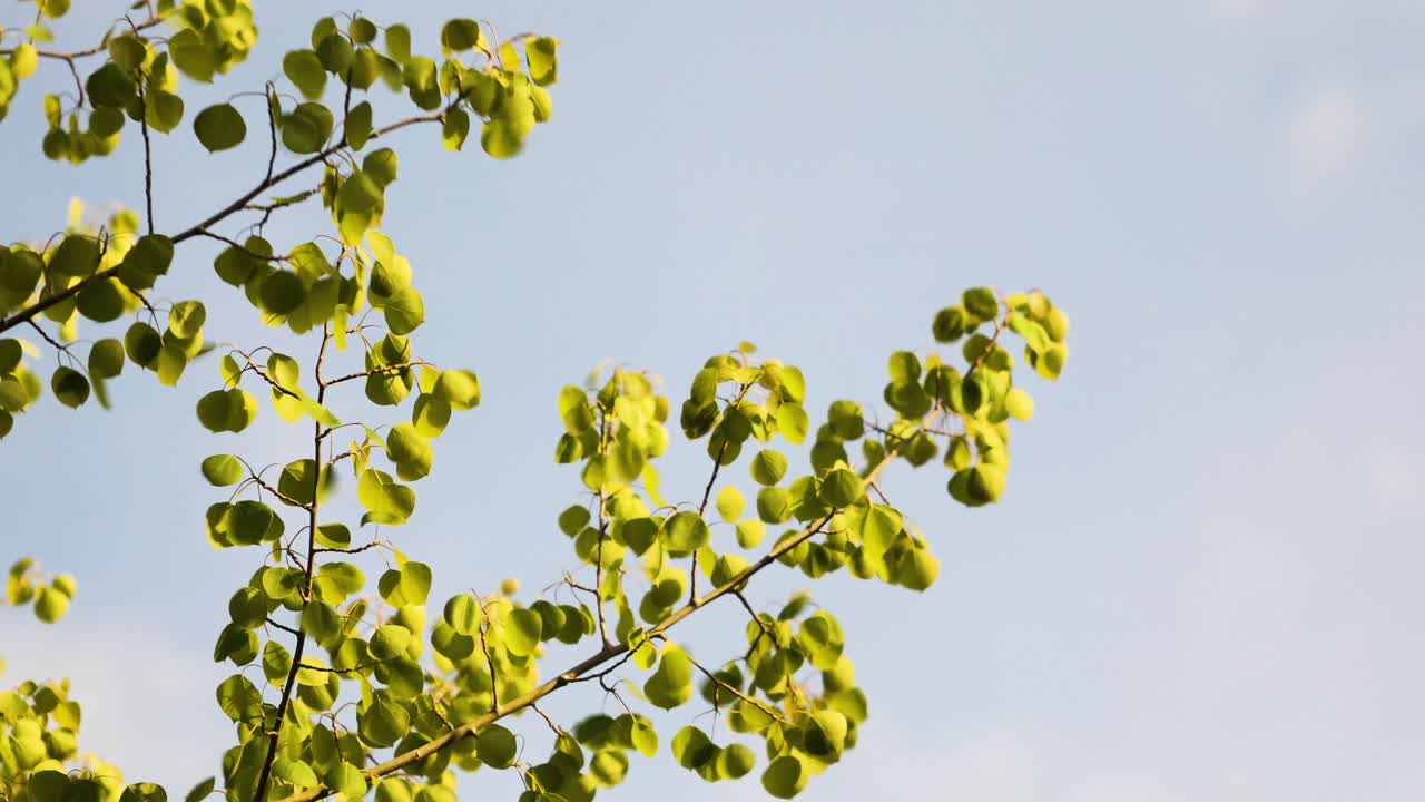 흔들리는 나뭇잎과 화창한 날에 부는 바람