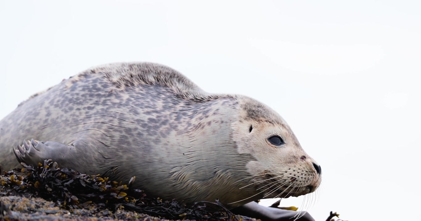 Il cucciolo di foca comune ferito si adagia contro le sporgenze rocciose esposte vicino all'acqua aperta durante un tranquillo momento costiero