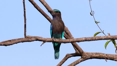 el rodillo indio es común en tailandia, se ve fácilmente cuando se viaja a la provincia y a los parques nacionales