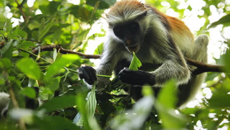 Mono-Colobo-Rojo-Alimentándose-De-Hojas,-Zanzíbar,-Tanzania,-ángulo-Bajo