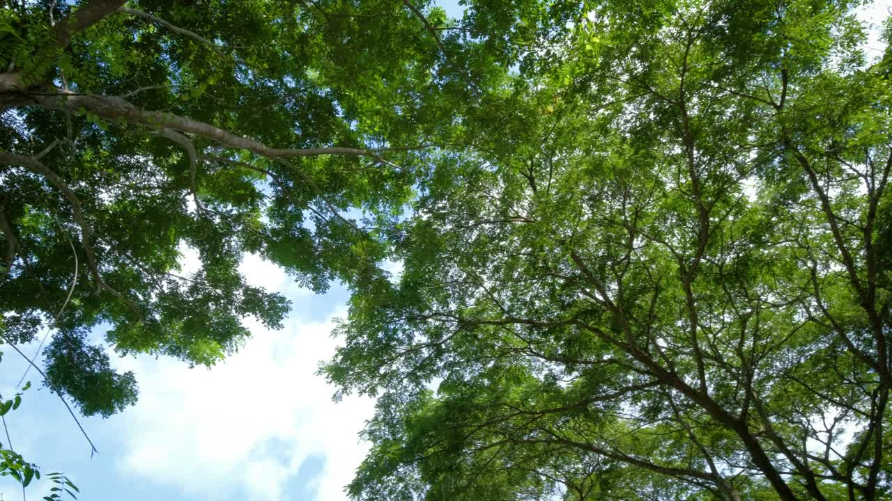 mirando hacia arriba y panorámica derecho tiro en el árbol, vista de la pobreza. hermosa luz del sol a través de las cimas de los árboles, el sol brilla a través del follaje. "la lluvia