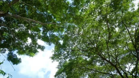looking up and panning right shot on tree, pov view. beautiful sun's light through tops of trees, sun shines through foliage. "rain