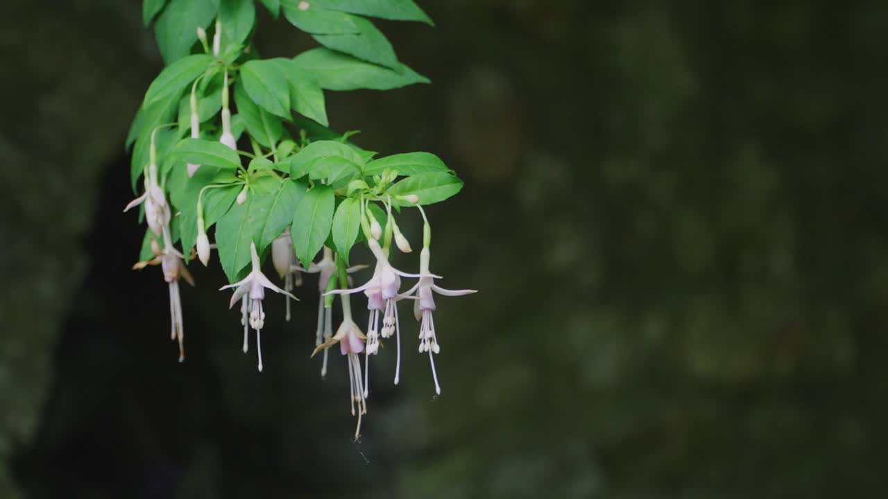 글래스톤베리 성스러운 가시 나무 바람이 부는 여름 날, 영국 4k
