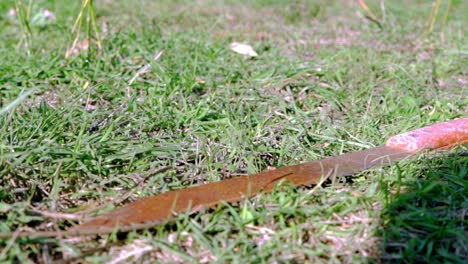 Close-up-footage-of-a-thrown-hand-saw,-isolated-on-the-grass,-slide-shot