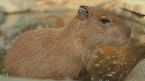 capybara in water