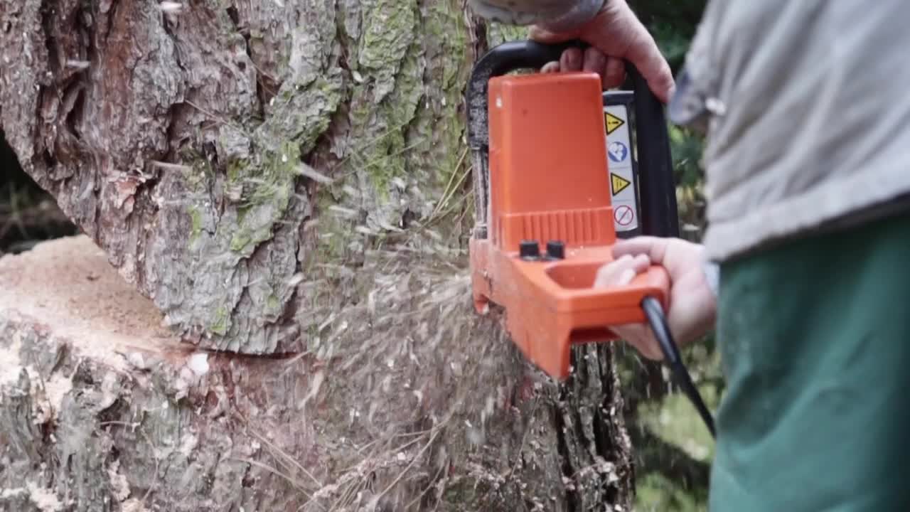 hombre caucásico sin guantes trabajando con una motosierra eléctrica en un árbol enorme