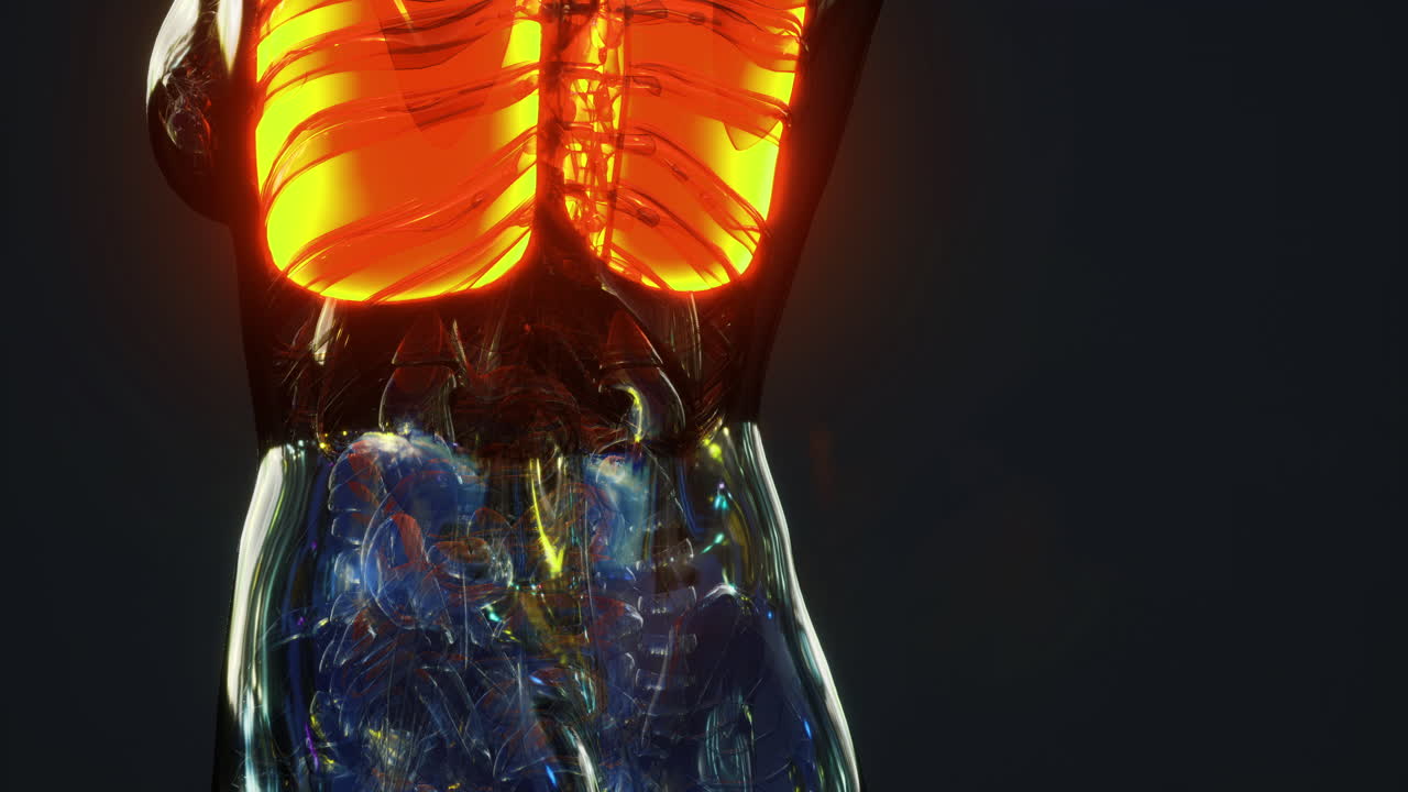 ilustrando la anatomía del pulmón humano y la estructura respiratoria