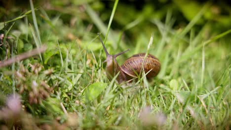 Schnecke-In-Einem-Bio-Garten-–-Helix-Pomatia,-Auch-Bekannt-Als-Römische-Schnecke-Oder-Burgunderschnecke