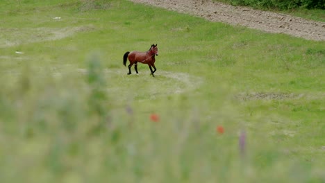 Caballo-Marrón-En-La-Cuerda-De-Plomo-Caminando-En-Círculos-En-El-Campo-De-Hierba,-Cambio-De-Enfoque