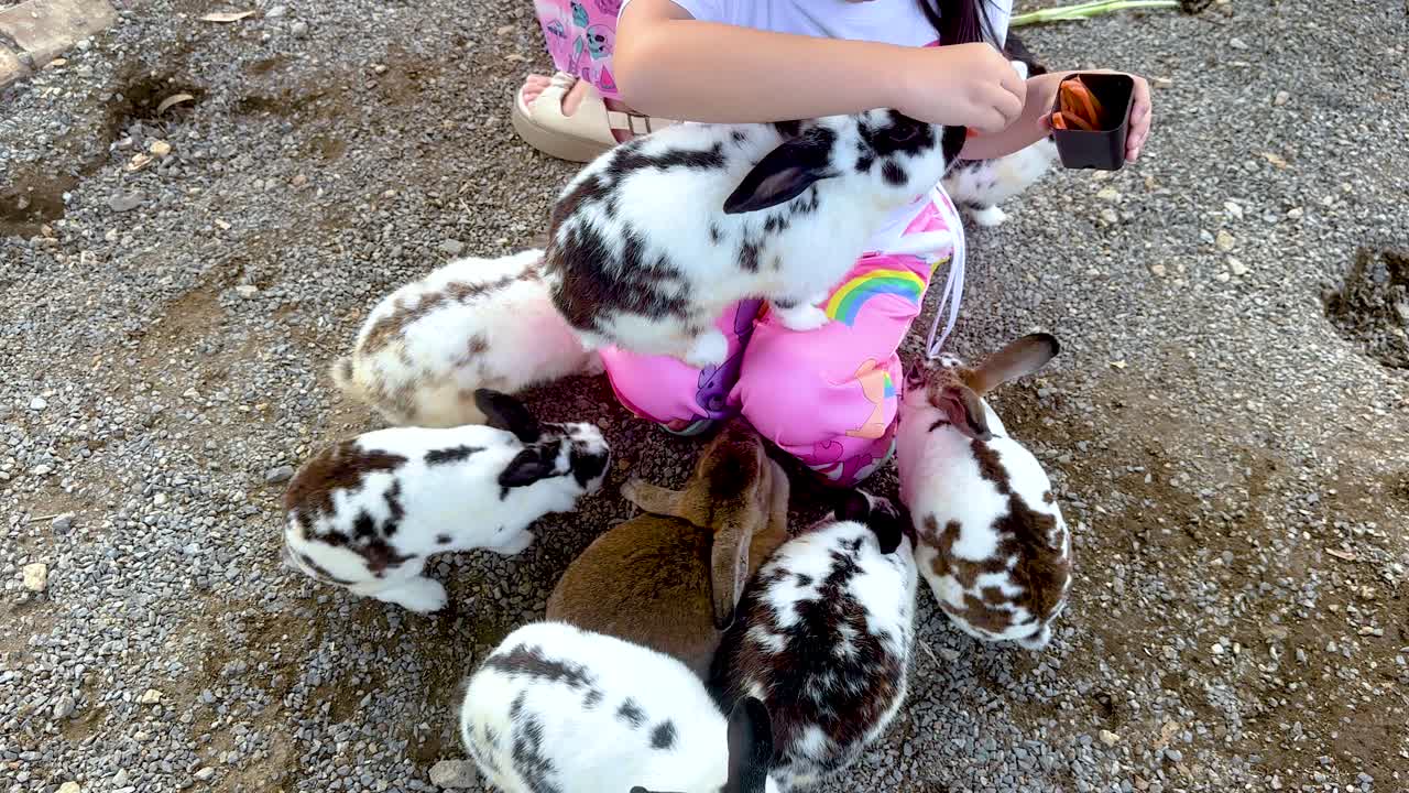 한 아이가 시장에서 여러 토끼에게 먹이를 주면서 자연 환경에서 장난스럽고 활기찬 상호 작용을 포착합니다.