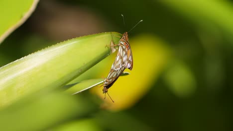 dos mariposas fritillarias del golfo o "pasión" en un ritual de apareamiento equilibradas en una planta de aechmia leptantha