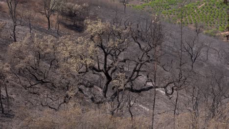 La-Desolada-Visión-De-Un-árbol-Ennegrecido-Tras-Un-Incendio-Forestal.