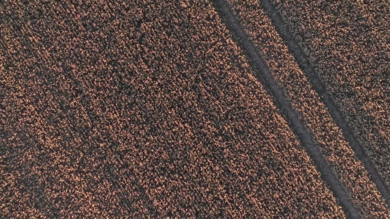 Top-down drone view of a ripened wheat field creating a rich natural texture.