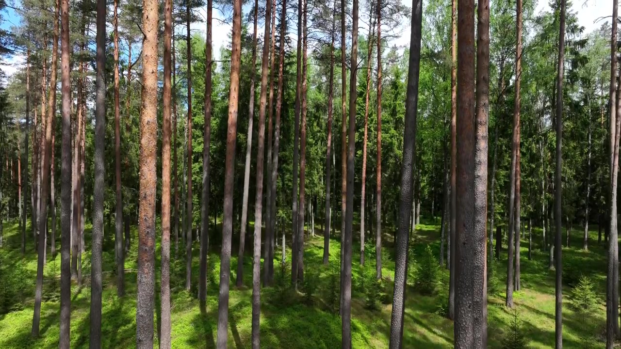 Korkeat männynrungot kohoavat kirkkaanvihreän sammalikon yllä hiljaisessa virolaisessa metsässä.