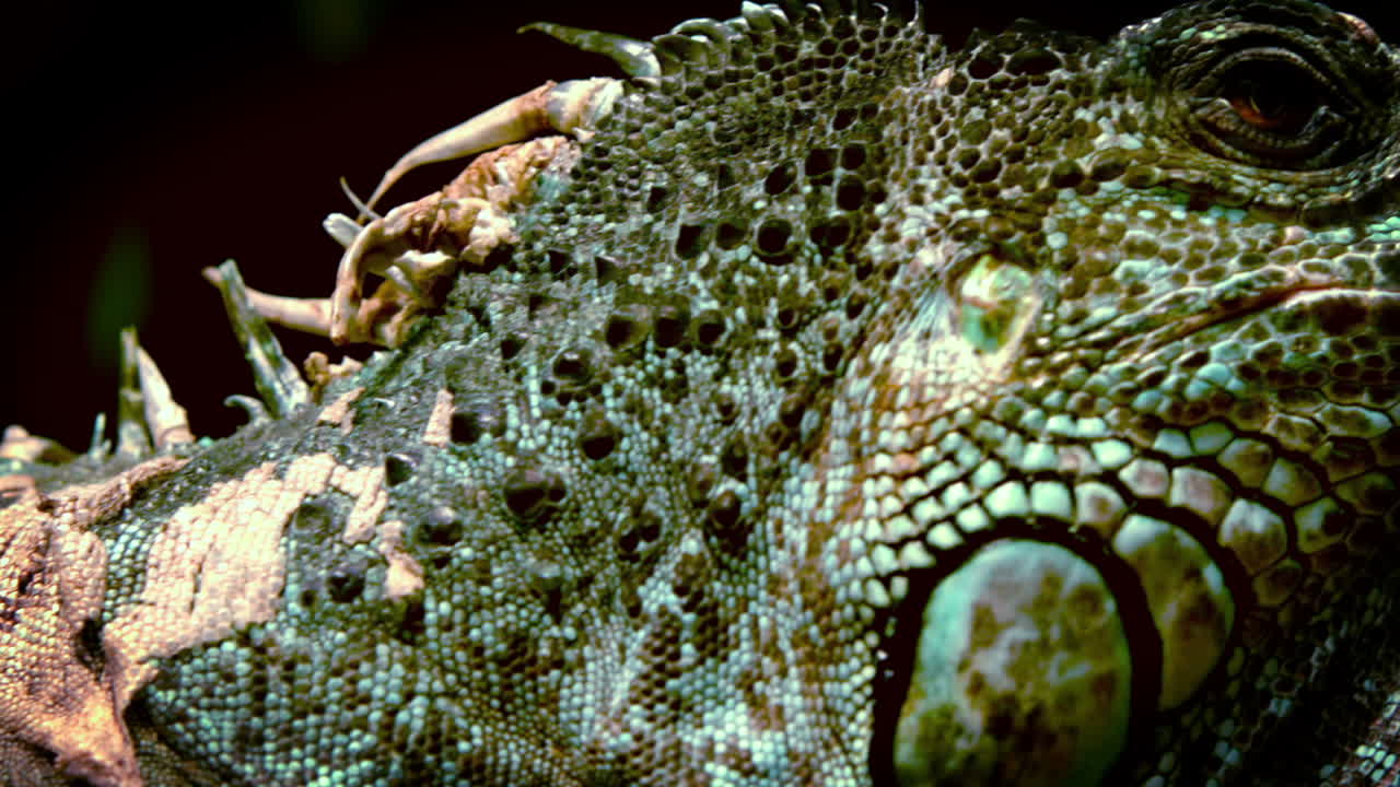 в замедленном движении большой игуана