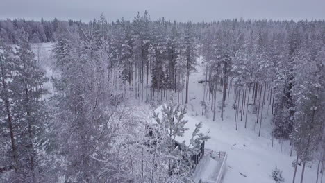 Nordische-Winterantenne,-Die-über-Baumkronen-Fliegt-Und-Nach-Unten-Kippt,-Enthüllt-Eine-Versteckte-Kabine