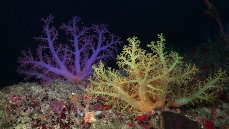 two colorful soft corals in purple and yellow on a coral reef at night