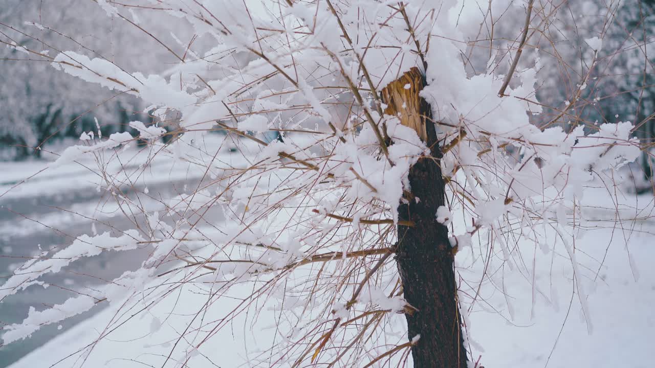 흐린 공원에 얇은 나뭇가지와 눈이 있는 부서진 나무