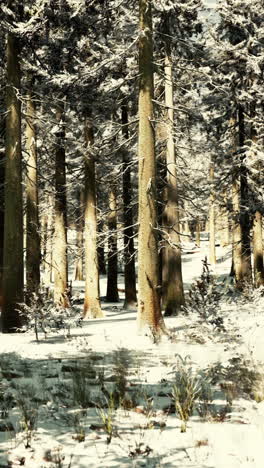 snowy winter forest