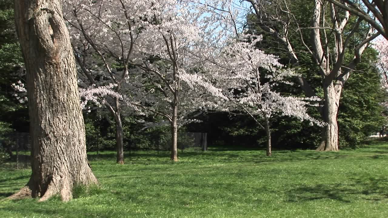 이 아름다운 공원을 밝히는 벚꽃