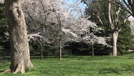 Los-Cerezos-En-Flor-Iluminan-Este-Hermoso-Parque