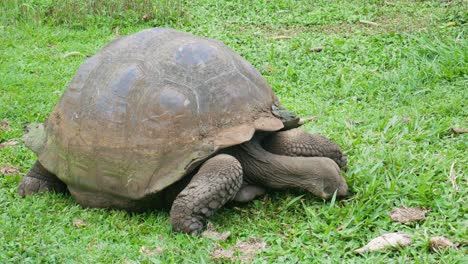 galapagos turtle is eating some grass