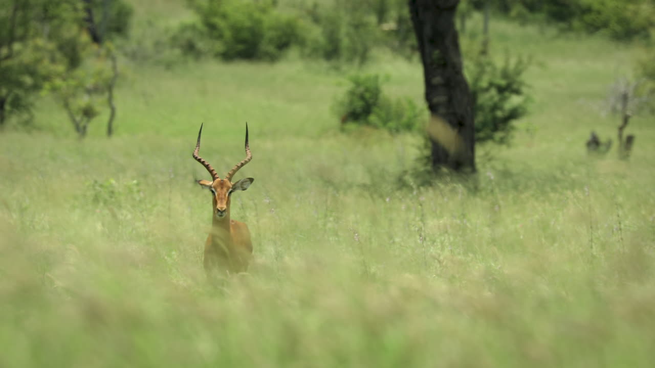 impresionante vista de retrato de impala macho adulto parado solo en un safari africano arbusto de hierba verde alto mirando a la cámara, reserva de juego de arenas sabi, sudáfrica, retrato estático