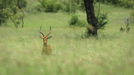 Impresionante-Vista-De-Retrato-De-Impala-Macho-Adulto-Parado-Solo-En-Un-Safari-Africano-Arbusto-De-Hierba-Verde-Alto-Mirando-A-La-Cámara,-Reserva-De-Juego-De-Arenas-Sabi,-Sudáfrica,-Retrato-Estático