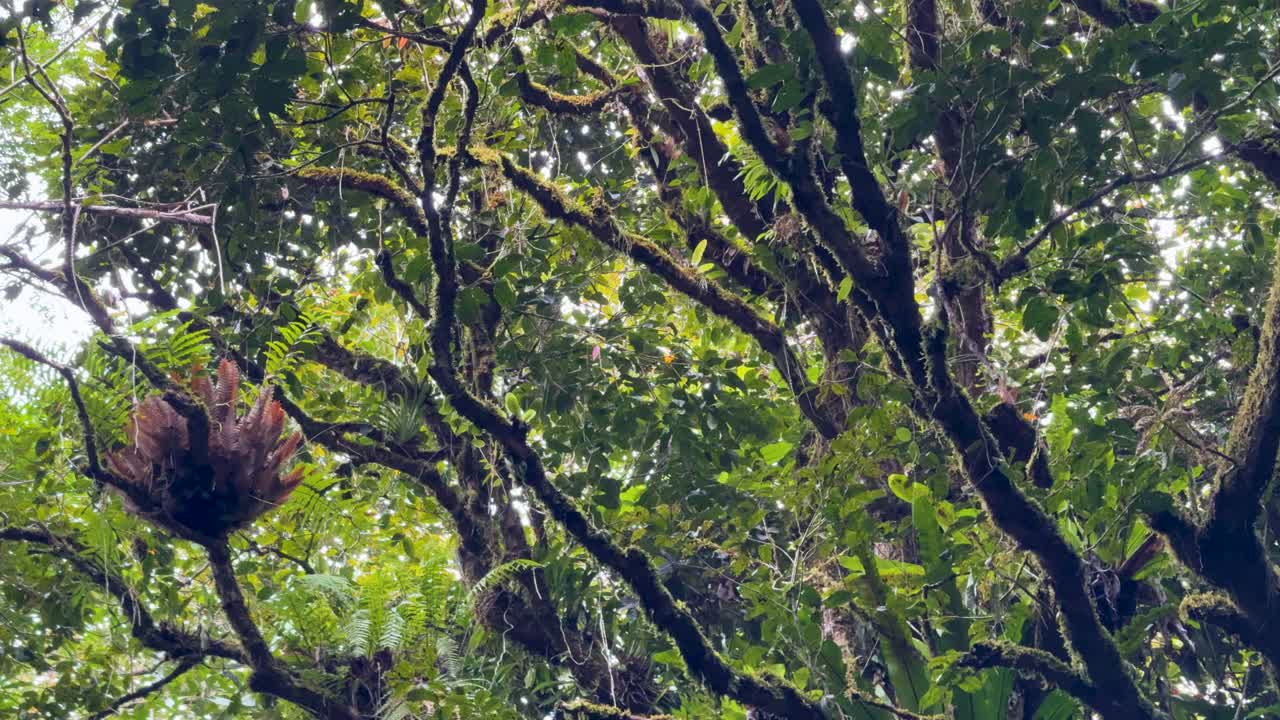 Dense rainforest canopy with epiphytes and ferns, captured in natural light. Subtle camera movement reveals the vibrant ecosystem