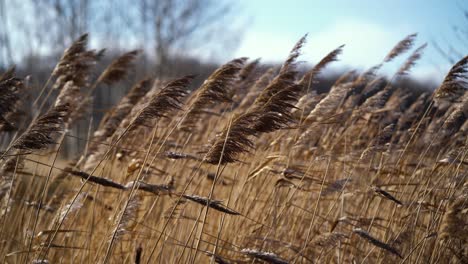 Handheld-shot-of-reeds-waving-in-strong-wind-with-a-cloudy-sky-in-the-background