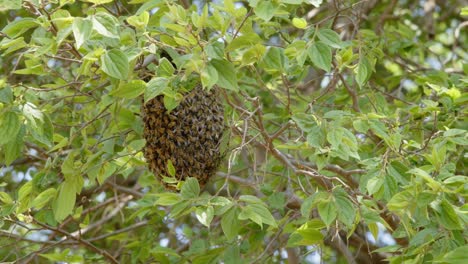 close up of ball of bees in a tree