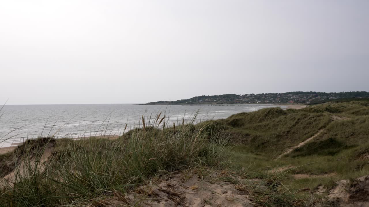Slow-motion shot of cattails swaying in the wind on a Swedish beach. A winding hiking path cuts through the landscape, leading toward the horizon under an overcast sky, adding a moody, serene feel.