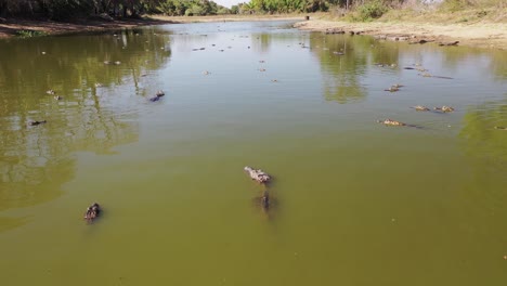 aerial view of a group of alligators clustered in a lagoon because of severe drought in the pantanal wild swamp region, brazil