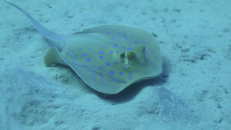 bluespotted stingray in the red sea beside the coral reef